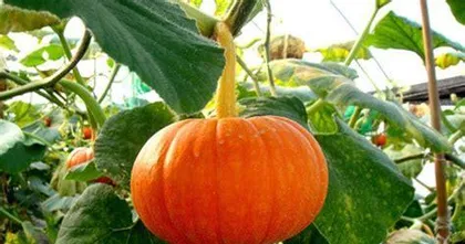 南瓜种植全攻略(种植时间、方法、养护、病虫害防治全解析)2