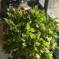 How to Cultivate Euonymus Japonicus to Make it Bloom More (Euonymus Japonicus Care Tips and Precautions) 2