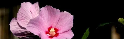 Wood Chrysanthemum Indoor Care Tips (Creating a Fresh Home Environment, Wood Chrysanthemum is a Good Choice) 1