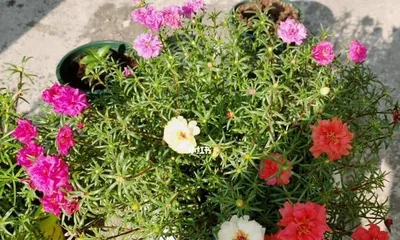 Detailed Guide to Sunflower Planting (Understanding Sunflower Watering Requirements and Doing a Good Job of Maintenance) 3