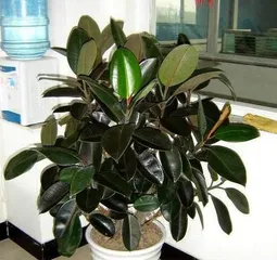Fertilization Tips for Bonsai Trees (Creating Healthy and Lush Bonsai Trees, Fertilizer is Indispensable) 2