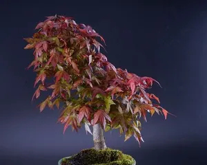 盆景红枫的剪枝技巧(合适的时间和方法)1