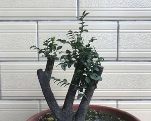 冬季盆景浇水注意事项(盆景冬季怎么浇水?冬季盆景保护要点分享!)1