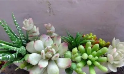 冬季盆景浇水注意事项(盆景冬季怎么浇水?冬季盆景保护要点分享!)2