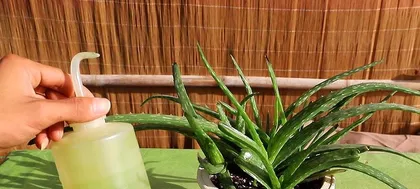 冬季盆景浇水注意事项(盆景冬季怎么浇水?冬季盆景保护要点分享!)3