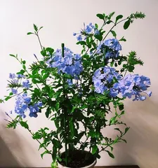 如何养护蓝雪,让其茁壮成长(蓝雪养护全攻略)1