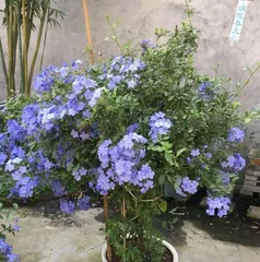 如何养护蓝雪,让其茁壮成长(蓝雪养护全攻略)2