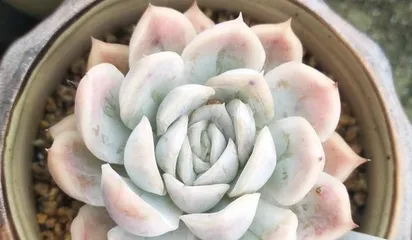 Care Guide for Mexican Snowball Succulent (Creating a Beautiful Succulent Garden, Starting with the Snowball) 1