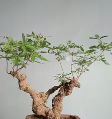 Feng Shui Taboos for Home-Raised Vitex Negundo Bonsai (Understand the Taboos of Vitex Negundo, Grow Bonsai Well) 1