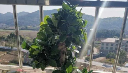 Methods and Tips for Growing Ficus at Home (Start Building Your Own Little Forest by Growing a Ficus Tree) 3