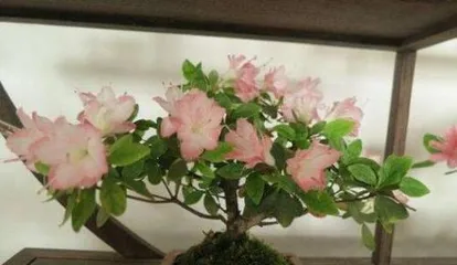 家里也能种杜鹃花——打造私家花园的秘诀(从环境到养护,教你种出美丽杜鹃花)1
