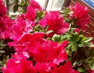 家里也能种杜鹃花——打造私家花园的秘诀(从环境到养护,教你种出美丽杜鹃花)2