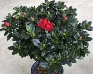 家里也能种杜鹃花——打造私家花园的秘诀(从环境到养护,教你种出美丽杜鹃花)3