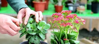 How to make safflower bloom? (Improve growing techniques to let safflower flourish with vitality) 3