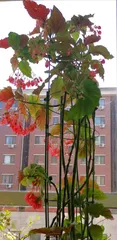 Begonia Tree Bonsai Care Methods and Precautions (Creating a Beautiful Begonia Tree Bonsai, Starting with Care) 2