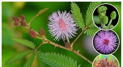 The Truth About Mimosa Pudica - Can It Be Safely Grown at Home? (Analysis of Toxicity, Detailed Care Guide) 1