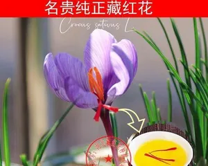 如何在家中盆栽藏红花(盆栽种植方法、品种选择与养护技巧)1