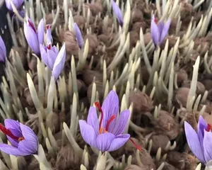 如何在家中盆栽藏红花(盆栽种植方法、品种选择与养护技巧)2