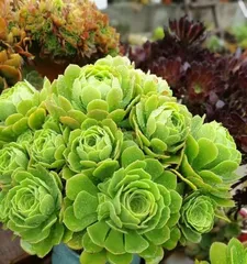A Comprehensive Analysis of Succulent Plants (Understanding Varieties, Characteristics, and Care Methods) 3