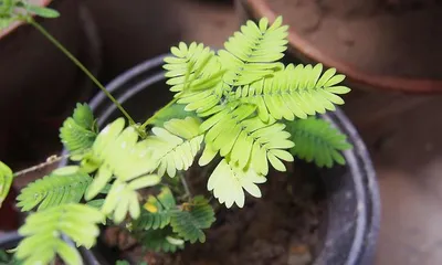 Planting and Care of Mimosa Pudica (Choosing the Right Pot for Healthy Growth) 1