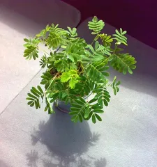 Mimosa Care Guide (Watering once a week is the key to keeping your Mimosa fresh and green) 3