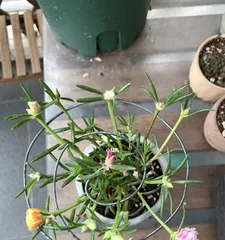 不喜欢太阳的植物花卉大揭秘(揭秘8种不喜欢太阳的植物花卉及其养护方法)2