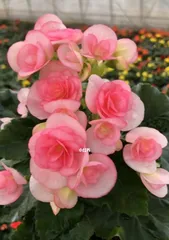 海棠花栽培指南(土种植选择与养护技巧)1