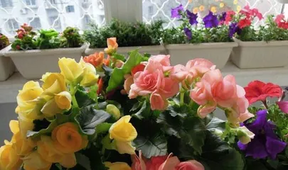 海棠花栽培指南(土种植选择与养护技巧)2