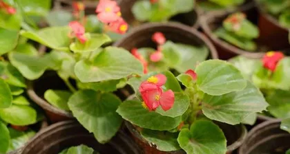 海棠花栽培指南(土种植选择与养护技巧)3