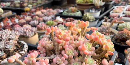 Care Tips for Succulent Roel (Creating Beautiful Small Succulents, A Detailed Guide from Seedling to Cultivation) 1