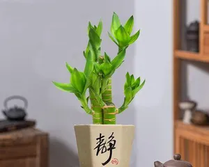荷花竹养护全攻略(从养殖方法到养护要点,教你打造优美盆栽)2