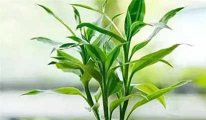 荷花竹养护全攻略(从养殖方法到养护要点,教你打造优美盆栽)3