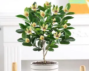 含笑养殖全攻略(含笑好养吗?如何养护?)1