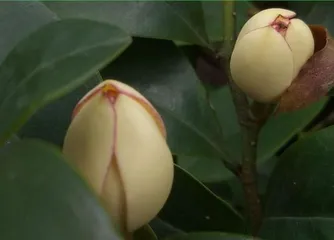 含笑养殖全攻略(含笑好养吗?如何养护?)2