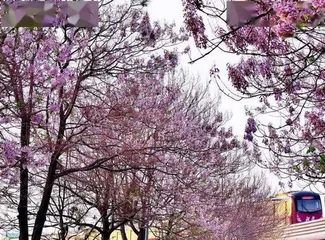 What are the flowering trees in Hainan? (Exploring the garden world of a tropical island) 2