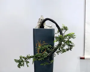 黑骨茶盆景养护全攻略(注意事项与养护方法详解,让你的盆景长得更好)1