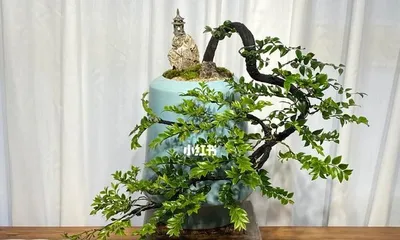 黑骨茶盆景养护全攻略(注意事项与养护方法详解,让你的盆景长得更好)2