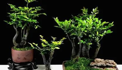 黑骨茶盆景养护全攻略(注意事项与养护方法详解,让你的盆景长得更好)3
