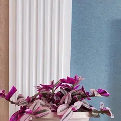 Tips for Indoor Spider Plant Care (Creating an Indoor Oxygen Bar, Let Spider Plants Accompany Your Life) 2