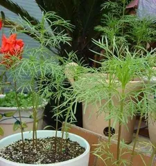 波斯菊的种植与养护(从几颗开始,打造一盆美丽的波斯菊花园)1