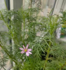 波斯菊的种植与养护(从几颗开始,打造一盆美丽的波斯菊花园)2