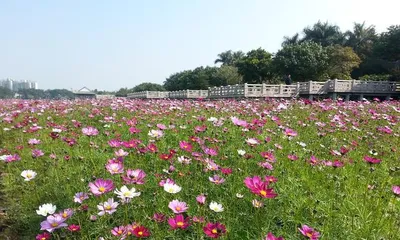 波斯菊的种植与养护(从几颗开始,打造一盆美丽的波斯菊花园)3
