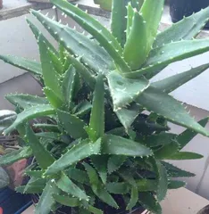 芦荟养护指南1