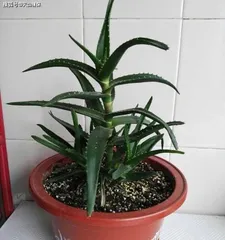 芦荟养护指南2
