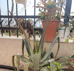 芦荟养护指南3