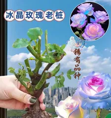 如何养护盆景沙滩玫瑰花(打造美丽花坛的关键技巧)1