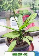 掌握银皇帝植物的养护技巧(打造美丽室内绿植,)1