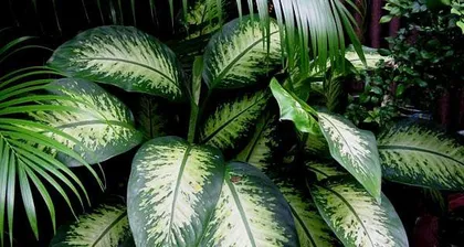 掌握银皇帝植物的养护技巧(打造美丽室内绿植,)2
