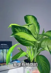 掌握银皇帝植物的养护技巧(打造美丽室内绿植,)3