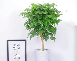 Care Tips for Radix Sophorae Tonkinensis (A Complete Guide to Indoor Plant Care) 1